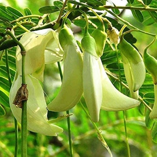 Agatsya