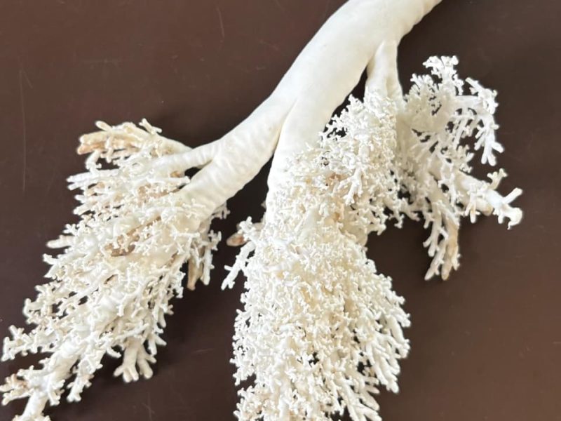 WhatsApp Image 2026-04-10 at 10.33.51 AM